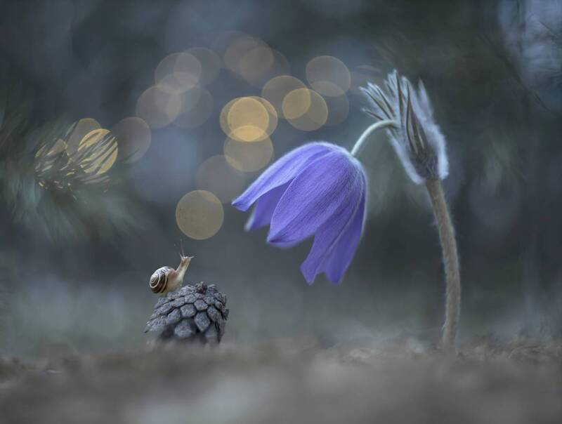 сон-трава, улитка, весна, гелиос А я маленький такой... фото превью