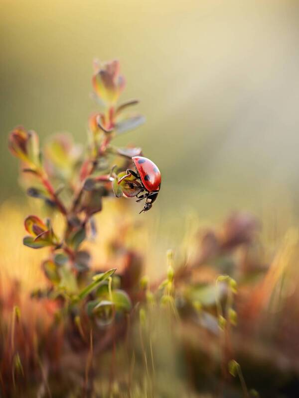 Весенний шёпот фото превью