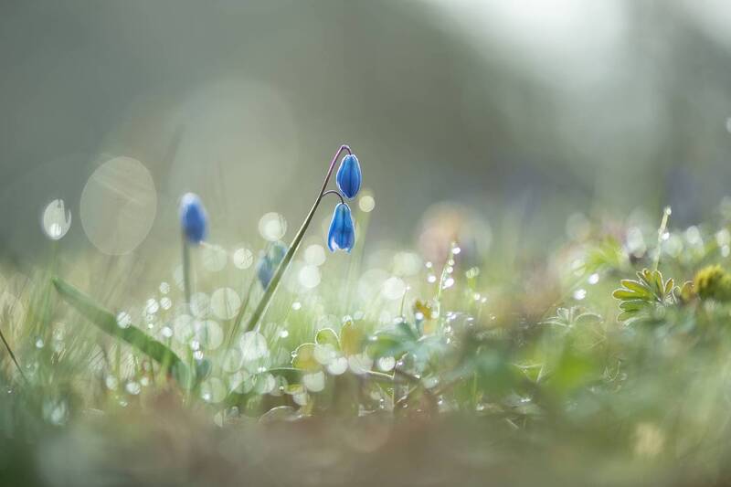 первоцвет, пролеска, весна, апрель, свет, утро, позитив, воронеж, nikon d 850, carl zeiss makro-planar t* 100mm f/2 zf., природа, цветок, краски Нежности апреля... фото превью
