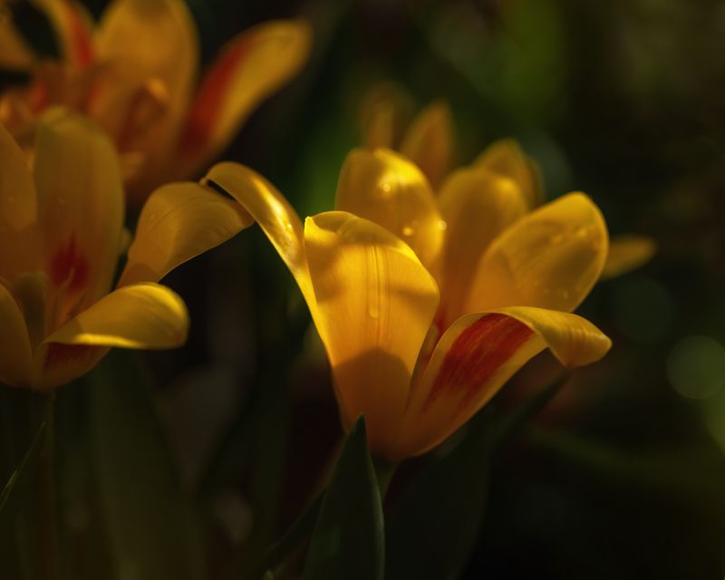 Жёлтые тюльпаны... фото превью