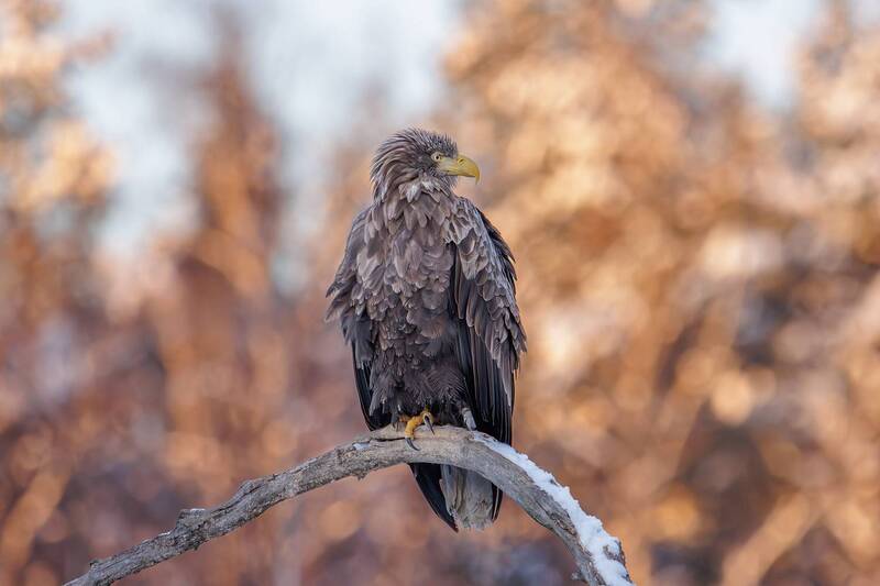 орлан, орлан-белохвост Орлан-белохвост фото превью