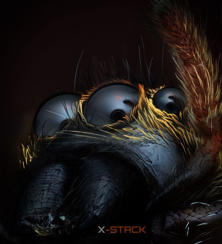 Spider фото превью