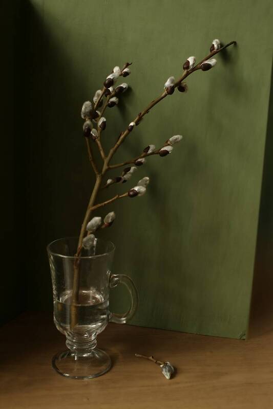 ива, апрель, цветение Ветка ивы фото превью