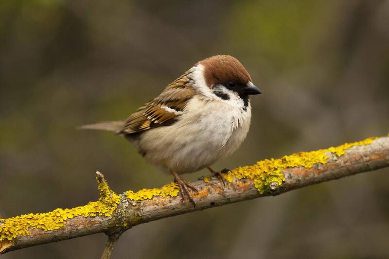 Полевой воробей фото превью