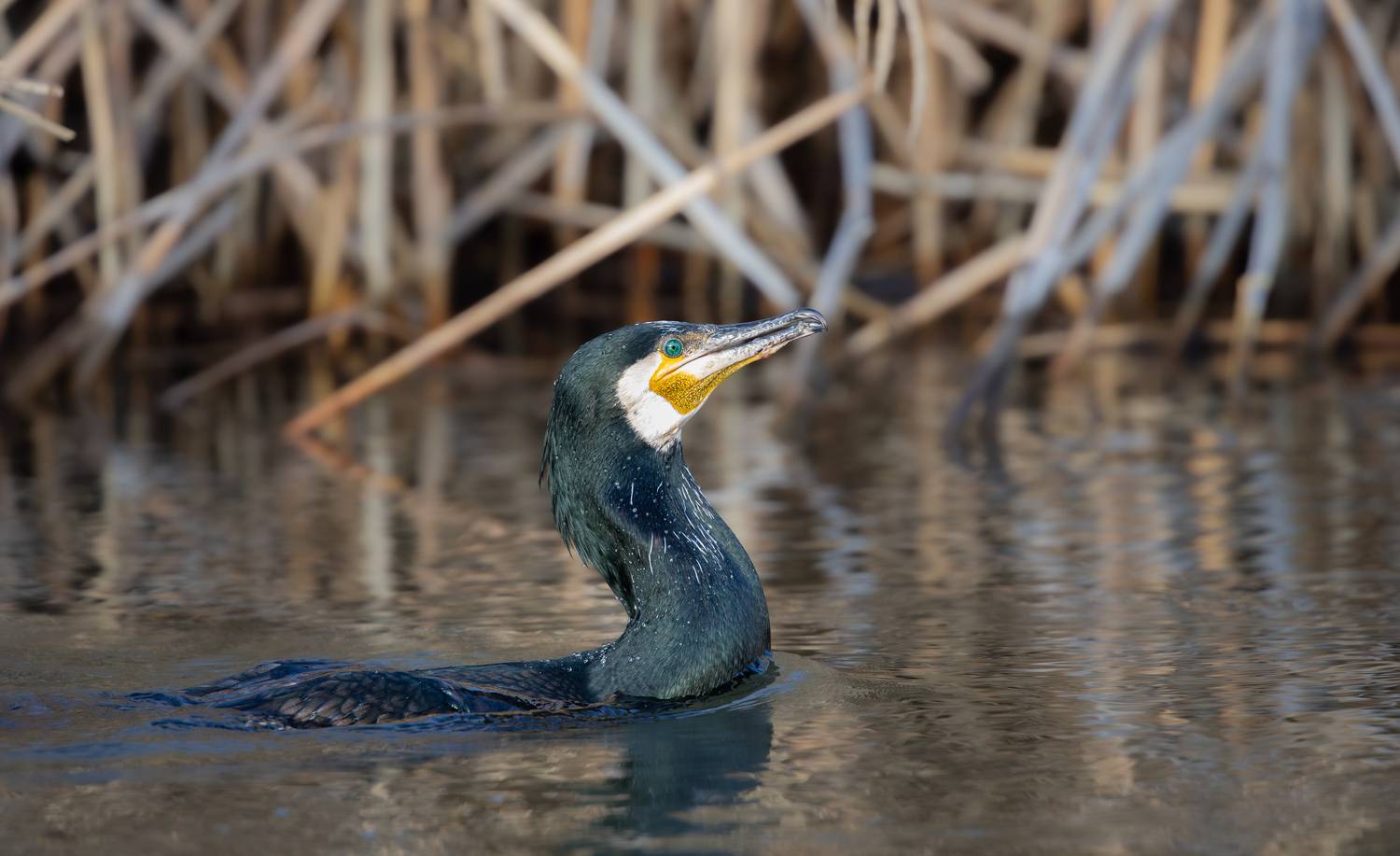 , Веревченко Михаил