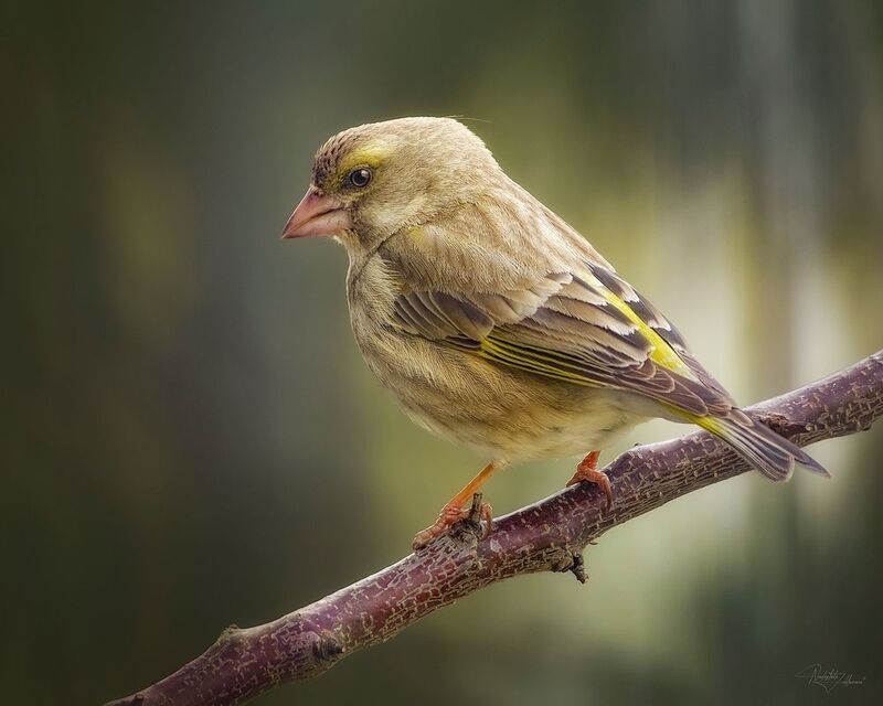 А такая вот я красивая фото превью