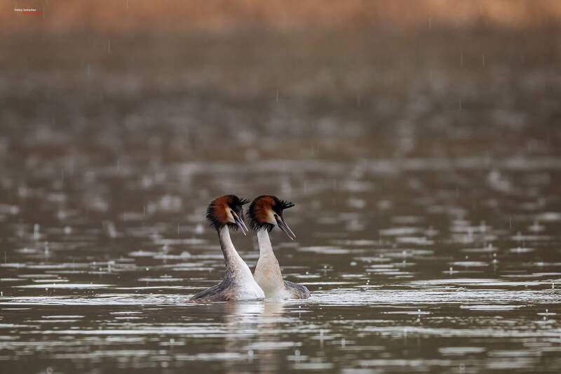 Апрельский дождь фото превью