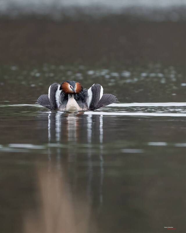 «Петух гамбургский» фото превью