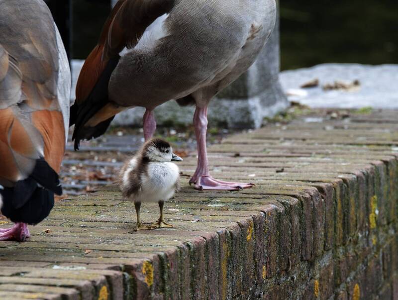 Я тоже буду большим фото превью