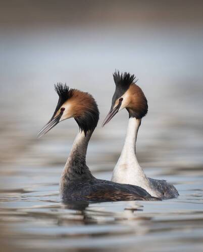 Ты как я, а я как ты