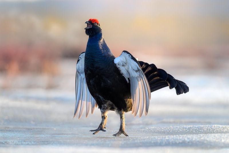 Тетерев, птицы, токование, лес, природа, фотоохота, утро, болото Подпрыгивающий тетерев фото превью