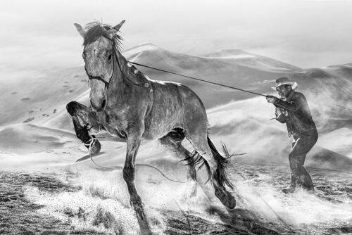 The Passionate Equestrians, Masters of Equine Harmony