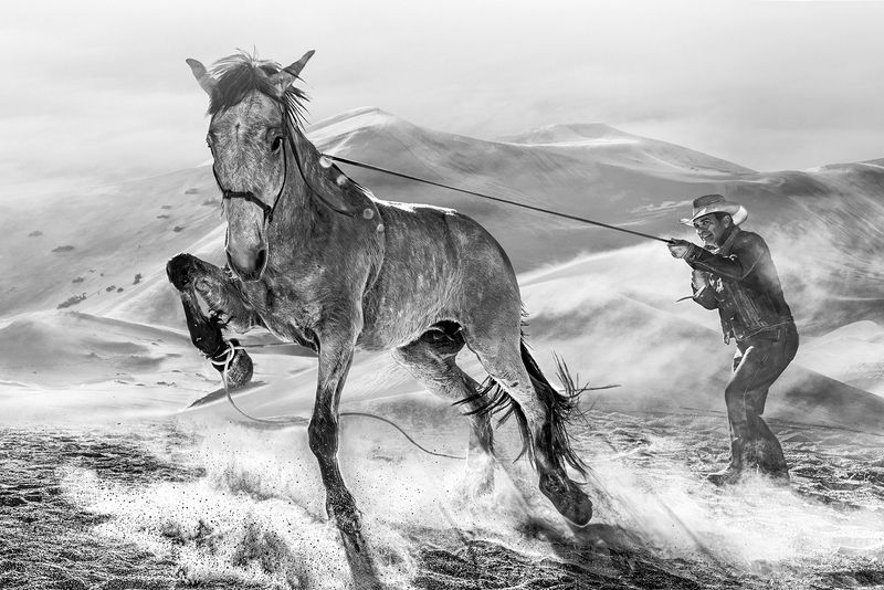 animal, horse, black & white The Passionate Equestrians, Masters of Equine Harmony фото превью