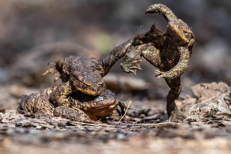 Третий лишний. фото превью