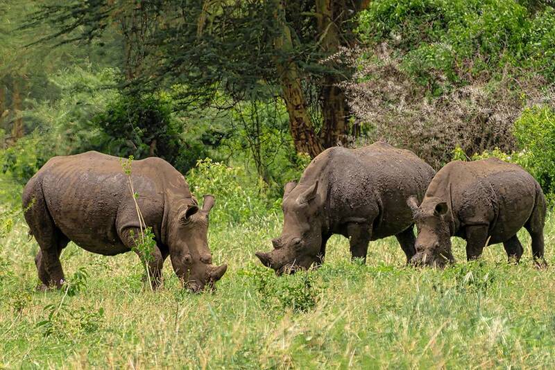 Семья носорогов фото превью