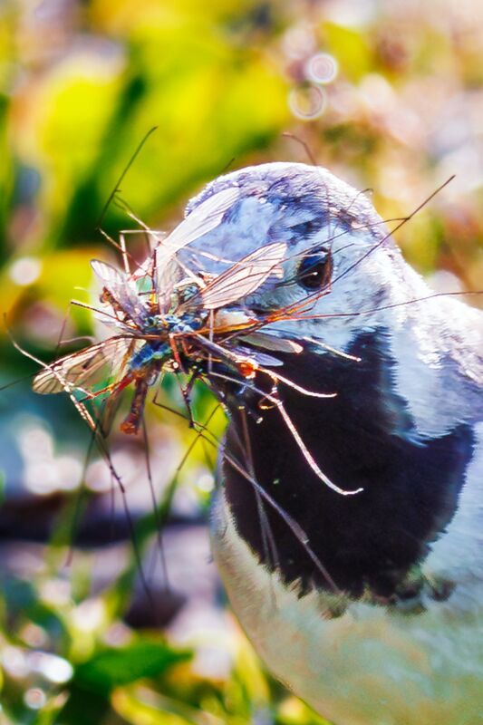 трясогузка  фото превью