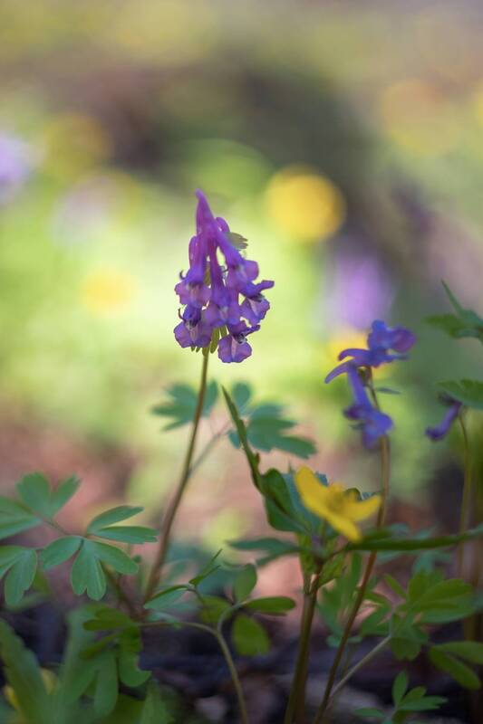 Весеннее пробуждение фото превью