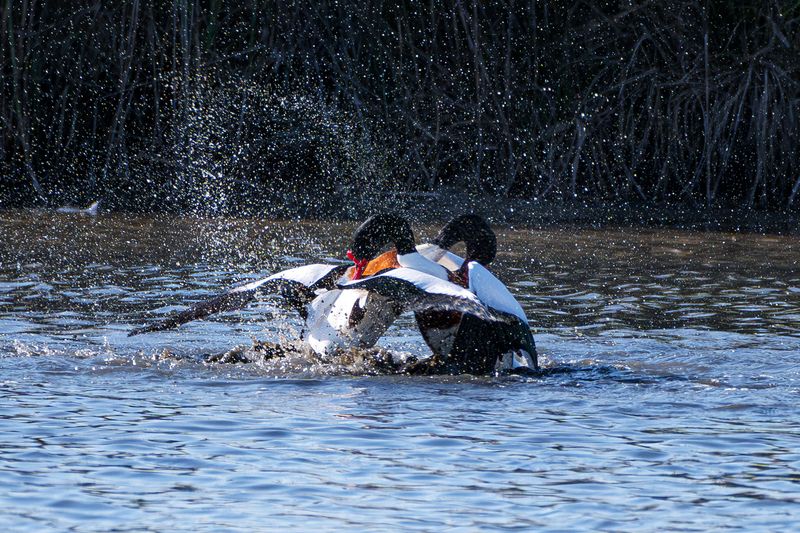 wildlife, birds, animals Water games фото превью