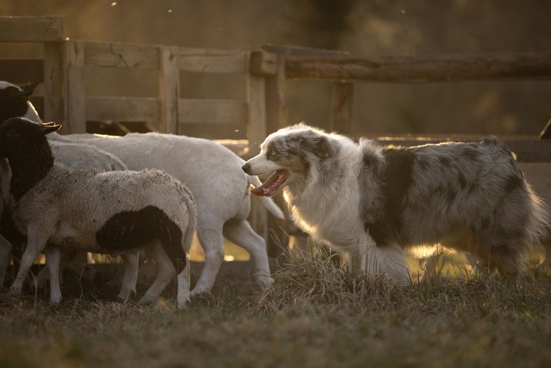 Пастьба фото превью