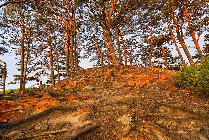 Россия, Приморье, рассвет, лес, бухта Короткий свет фото превью