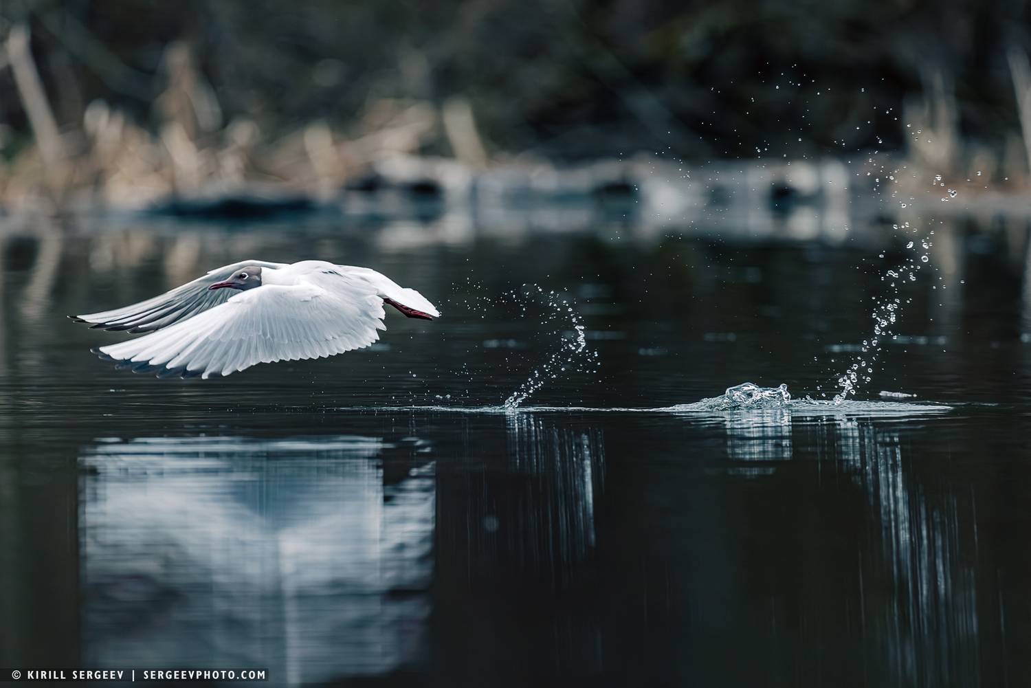 Озёрная Чайка, птица, озеро, вода, орнитология, чайка, бёрдвотчинг, динамика, природа, фауна, полёт, Black-headed Gull, bird, lake, water, ornithology, seagull, birdwatching, dynamics, nature, fauna, flight, Сергеев Кирилл
