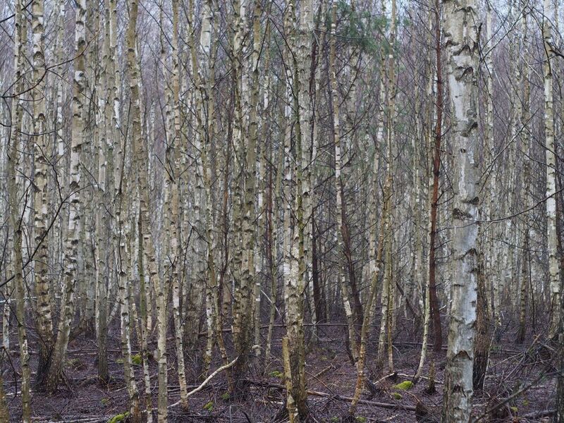 Берёзовые прятки 2 (Градиенты) фото превью