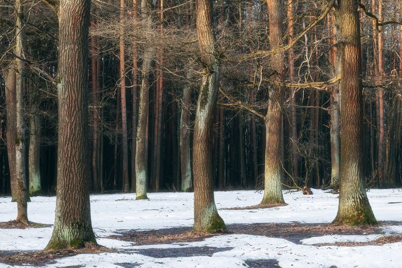 апрель, природа, лес, лесной пейзаж, пейзаж, весна Апрель фото превью