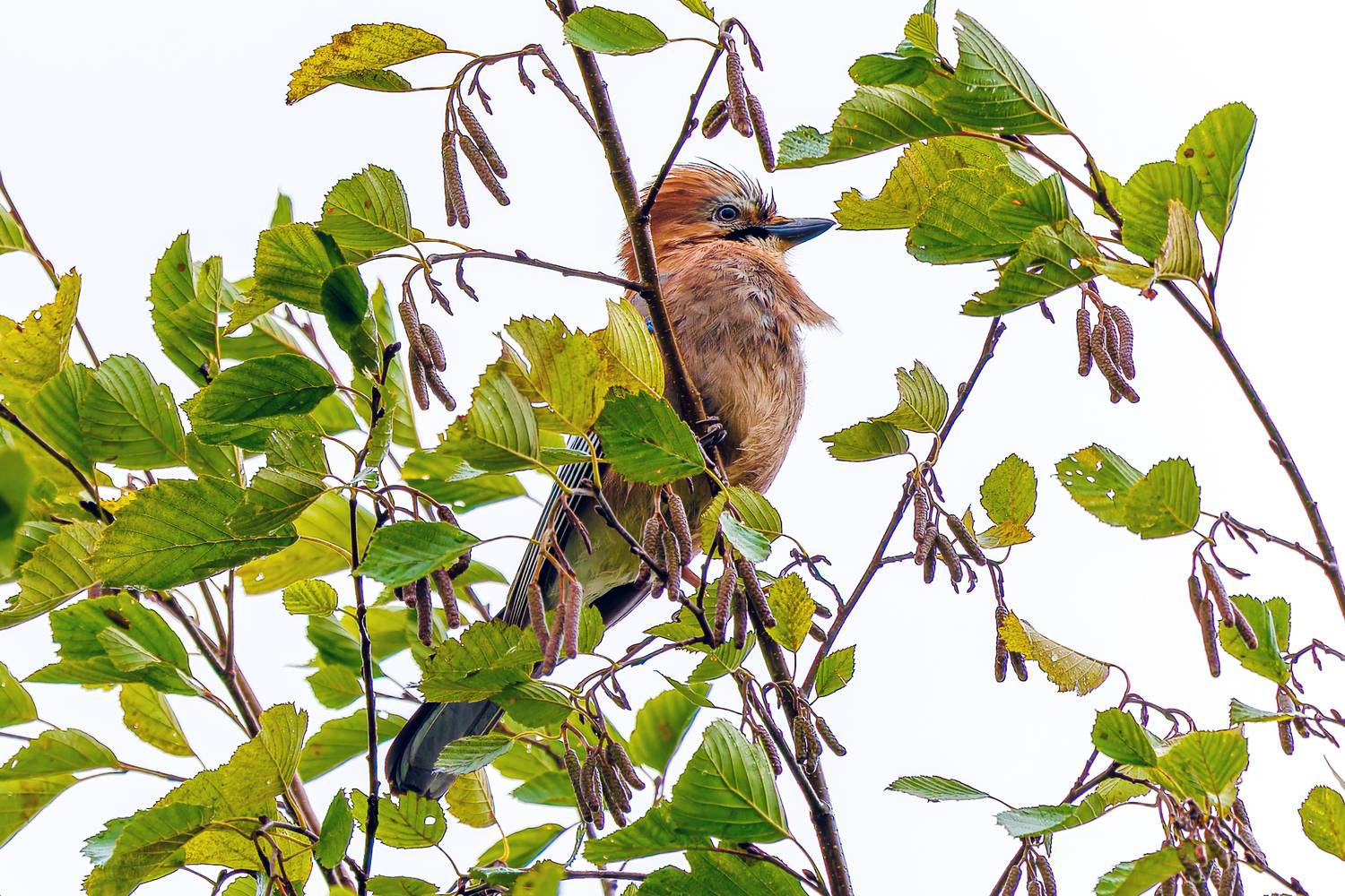 сойка, Алексей Волков