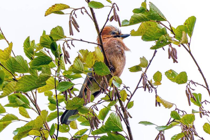 сойка  фото превью