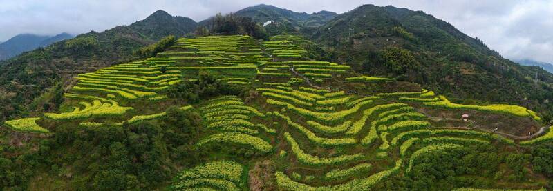 Рапсовые террасы фото превью
