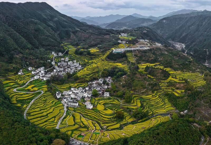 Рапсовые террасы фото превью