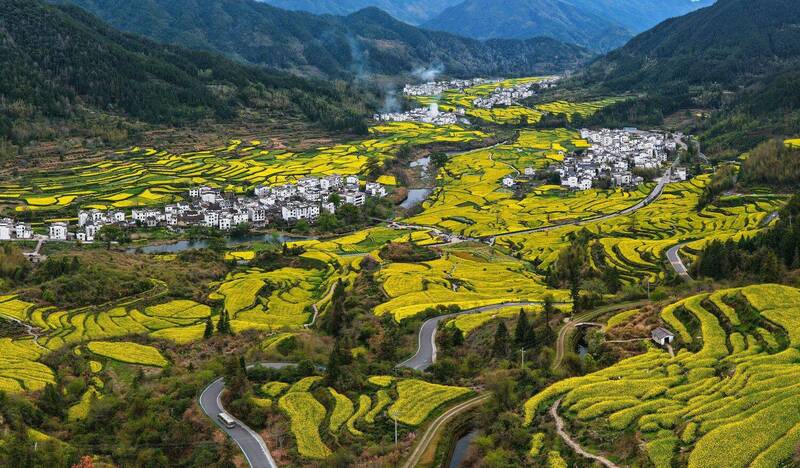 Рапсовые террасы фото превью