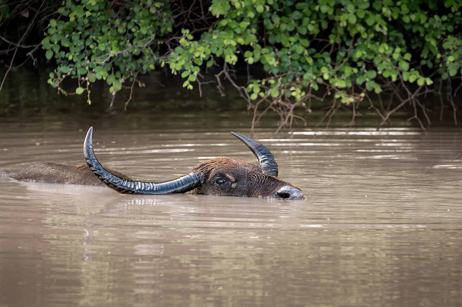 буйвол, животные, Anton