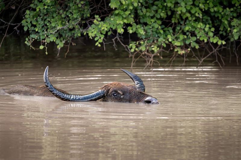 буйвол, животные дикий азиатский буйвол фото превью