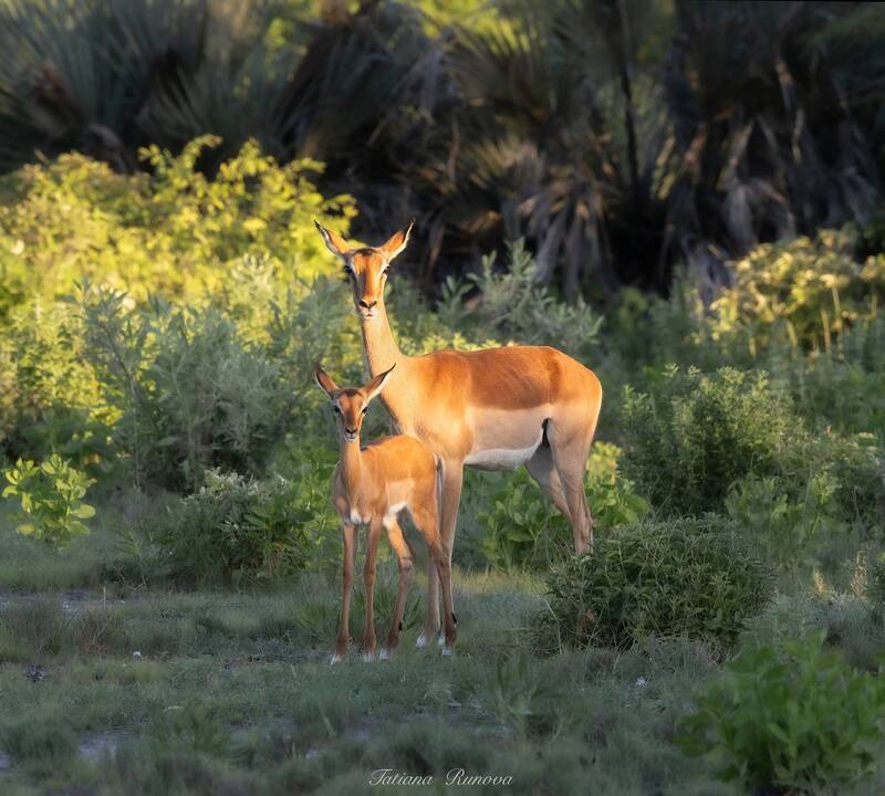 Ушастики фото превью