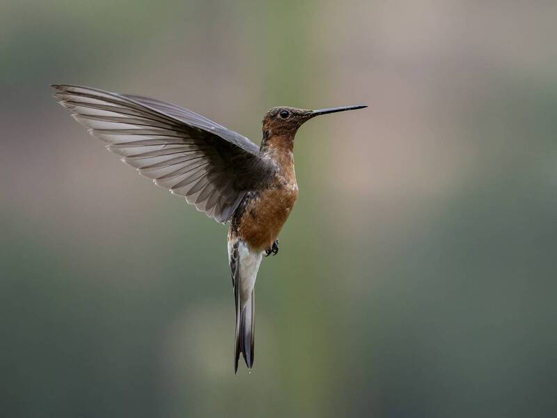 Giant hummingbird фото превью