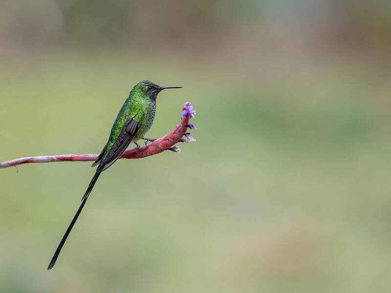 Black-tailed Trainbearer фото превью