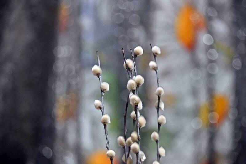 Освещённая верба фото превью