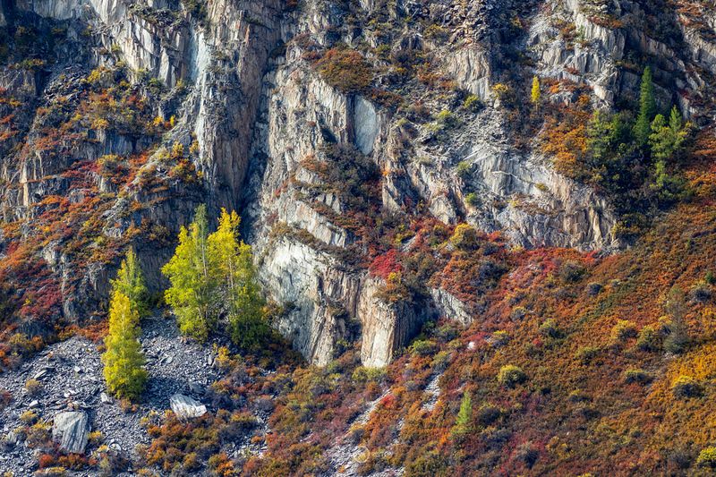На склоне Алтайских гор фото превью