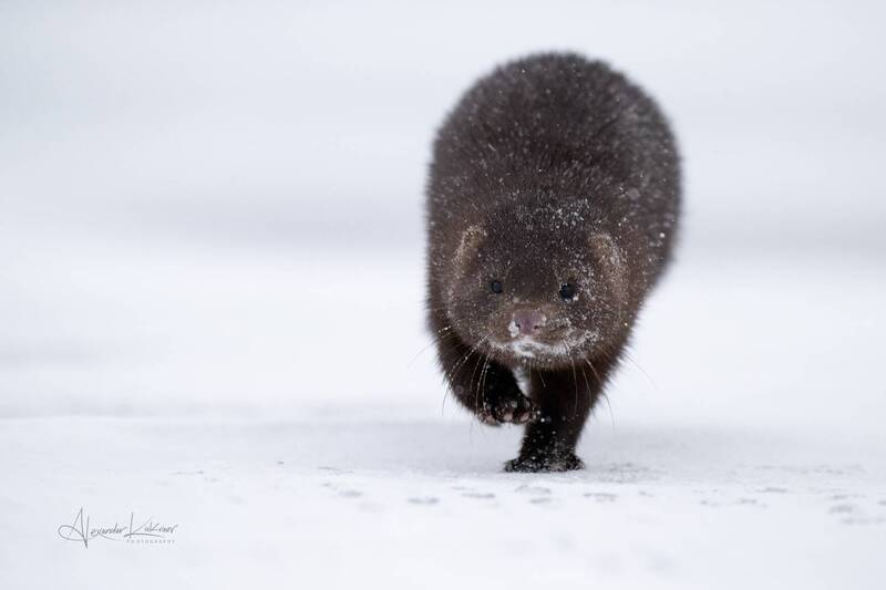 норка, алтай Норкины будни... фото превью