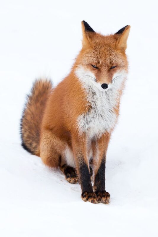 камчатка, лиса, природа *** фото превью