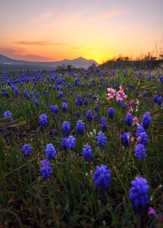 кавказ, кавказские минеральные воды, кмв, бештау, цветы, цветение, закат, горные цветы, полевые цветы Весенний закат фото превью