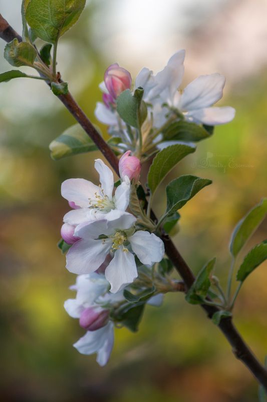 яблоня, цветки, весна, природа Яблоневый апрель в объективе... фото превью