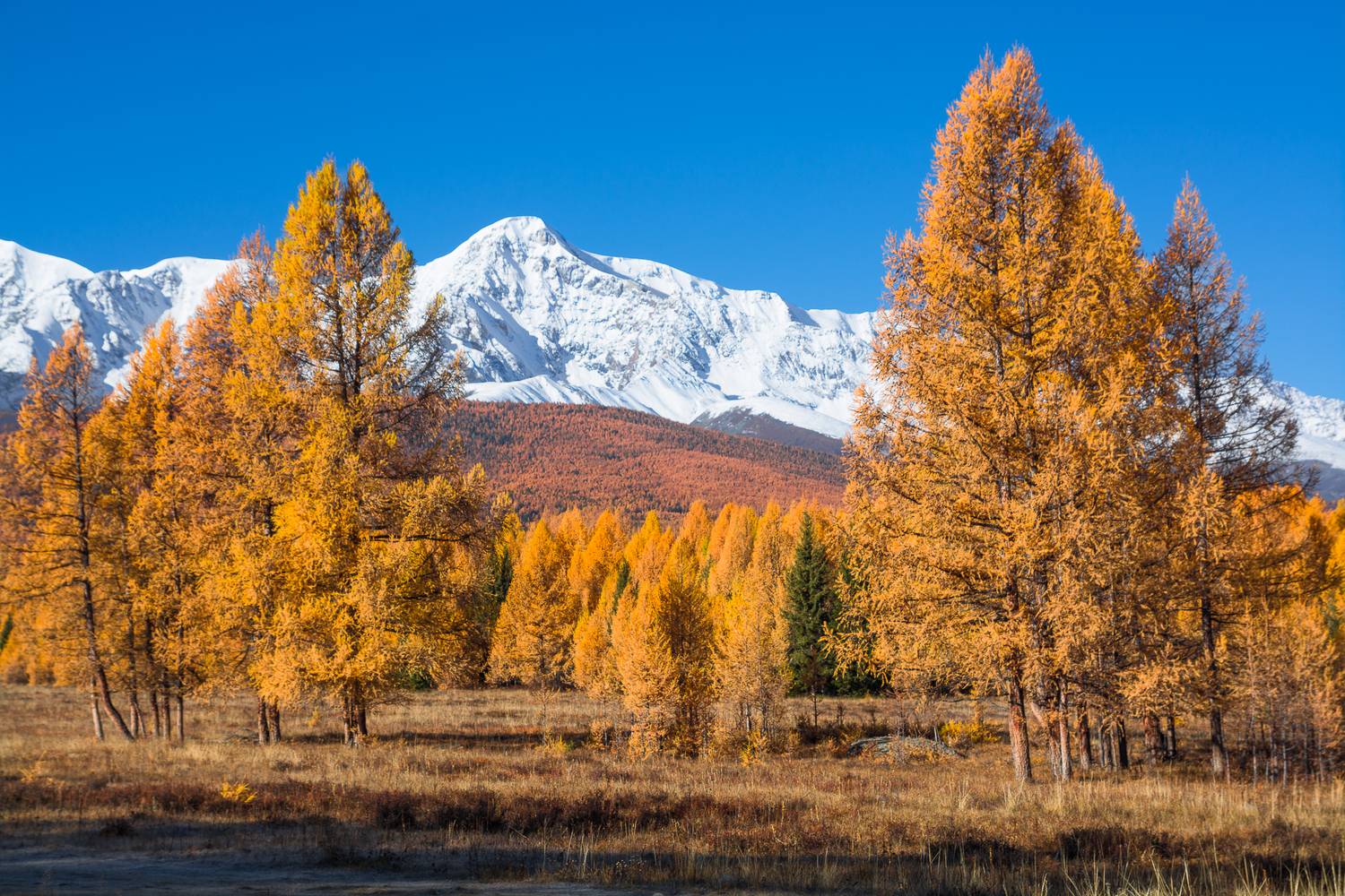 россия, горный алтай, лиственницы, осень, утро, Андрей Поляков
