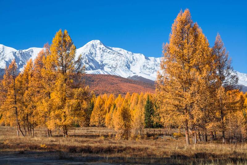 россия, горный алтай, лиственницы, осень, утро Утро нового дня фото превью