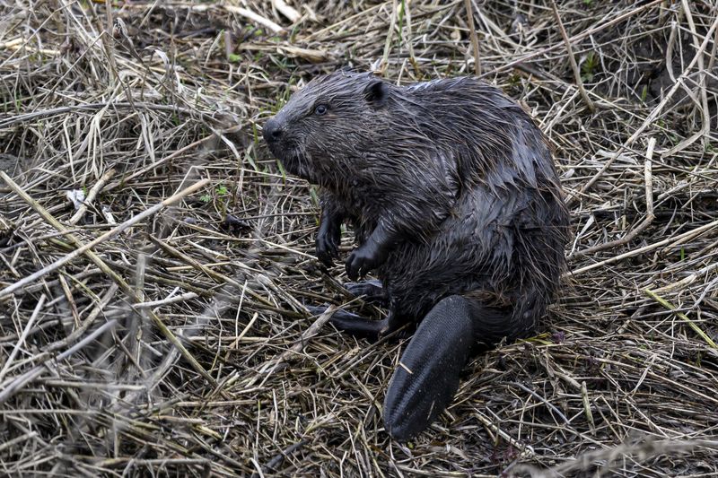 БобЕр! фото превью