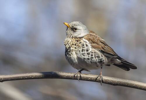 Дрозд. Весенние хлопоты.