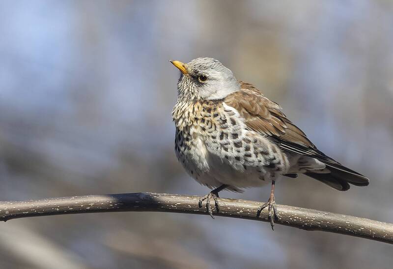 птицы, дрозд, весна, парк Дрозд. Весенние хлопоты. фото превью