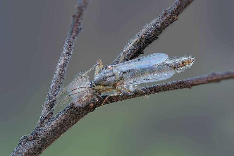 Звонец фото превью