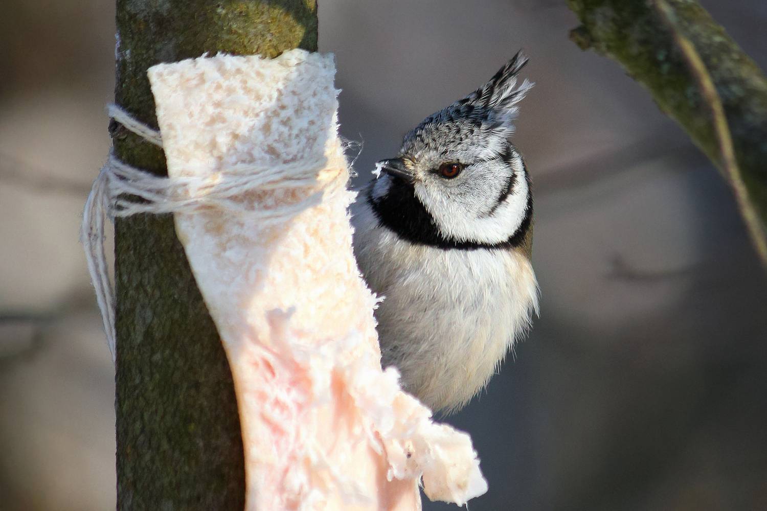 хохлатая синица, гренадерка, гренадер, lophophanes cristatus, parus cristatus, КарОл